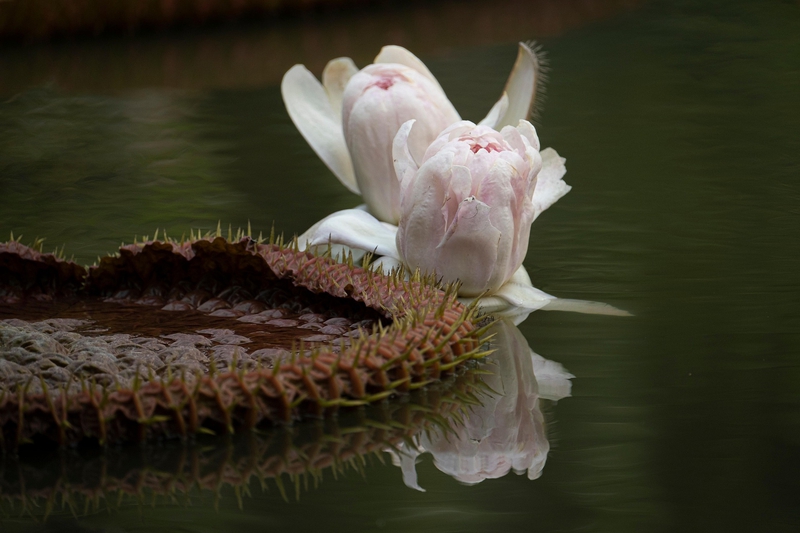 Hoa, màu hồng, hoa nở, thực vật, pink, flower, pink flower-TieuBaoTruong 1