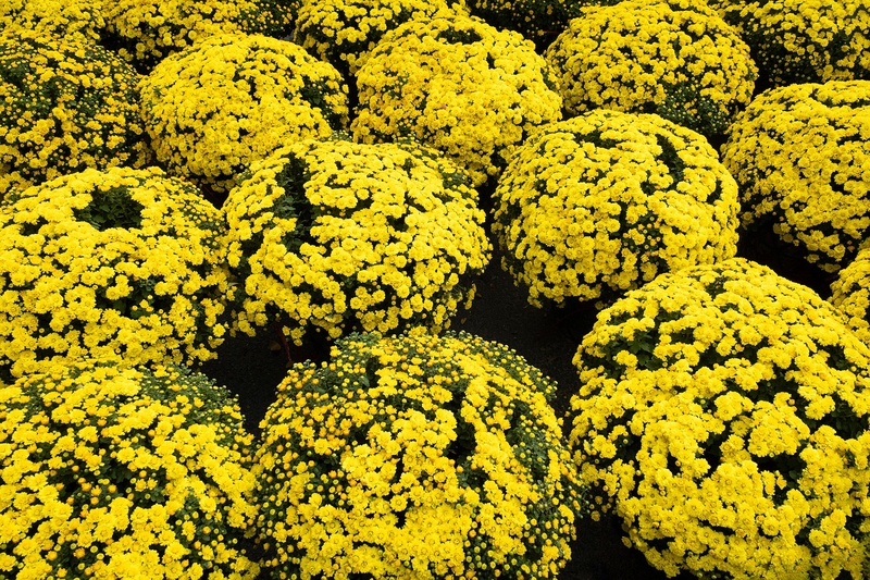 Hoa cúc, daisy, chrysanthemum, hoa, màu vàng, hoa nở, thực vật, yellow,flower, yellow, flower-TieuBaoTruong 1