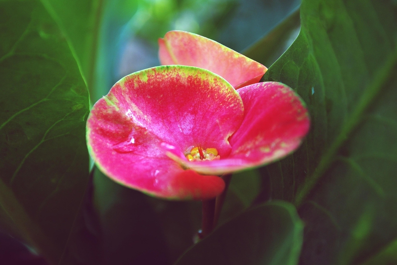 Hoa, màu hồng, hoa nở, thực vật, pink, flower, pink flower, blooming, plant - Pexels
