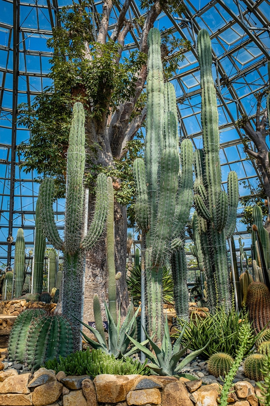 Xương rồng, thực vật, vườn cây, cactus, plants, garden-TieuBaoTruong 1