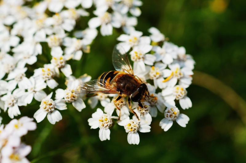 Hoa, màu trắng, hoa nở, thực vật, white, flower, white flower, blooming, plant - Pexels