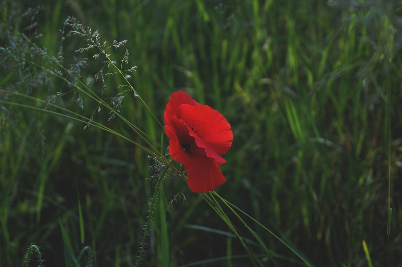 Hoa, màu đỏ, hoa nở, thực vật, red, flower, red flower, blooming, plant - Pexels 1