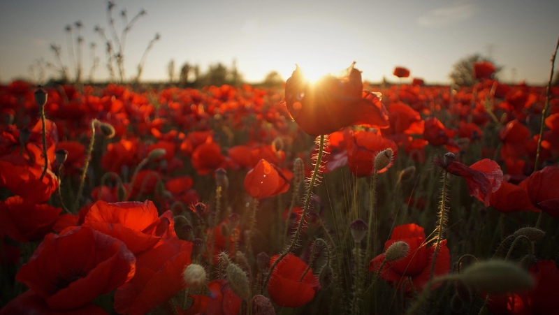 Tulip, hoa, màu đỏ, hoa nở, thực vật, red, flower, red flower, blooming, plant - Pexels 2