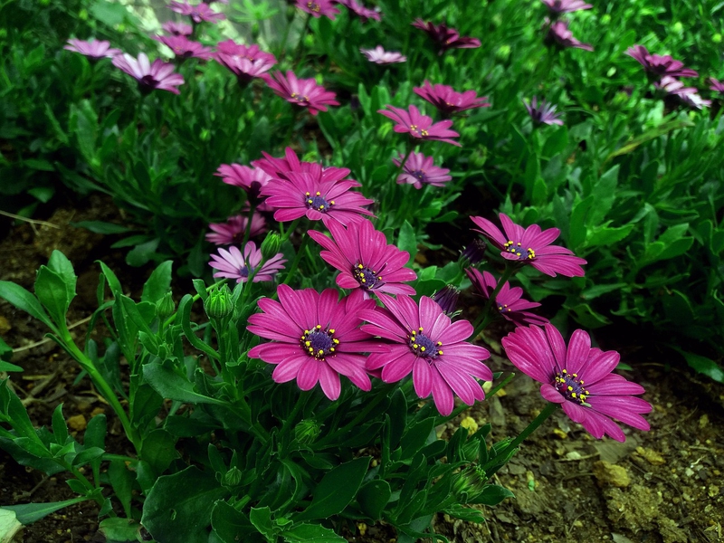 Hoa cúc,hoa, màu tím, hoa nở, thực vật, daisy, flower, purple flower, blooming, plant - Pexels