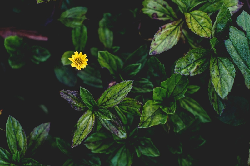 Cúc vàng, hoa, màu vàng, hoa nở, thực vật, chrysanthemum, yellow, flower, yellow flower, blooming, plant - Pexels