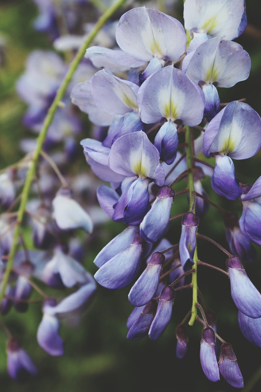 Hoa, màu tím, hoa nở, thực vật, flower, purple flower, blooming, plant - Pexels 4
