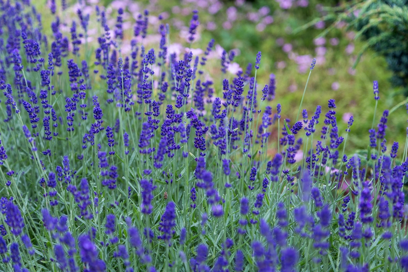 Hoa, màu tím, hoa nở, thực vật, flower, purple flower, blooming, plant - Pexels 5