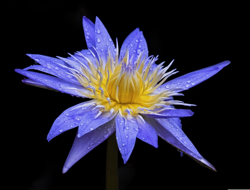 Bông súng, hoa, màu tím, hoa nở, thực vật, water lily, flower, purple flower, blooming, plant - Pexels 13 2