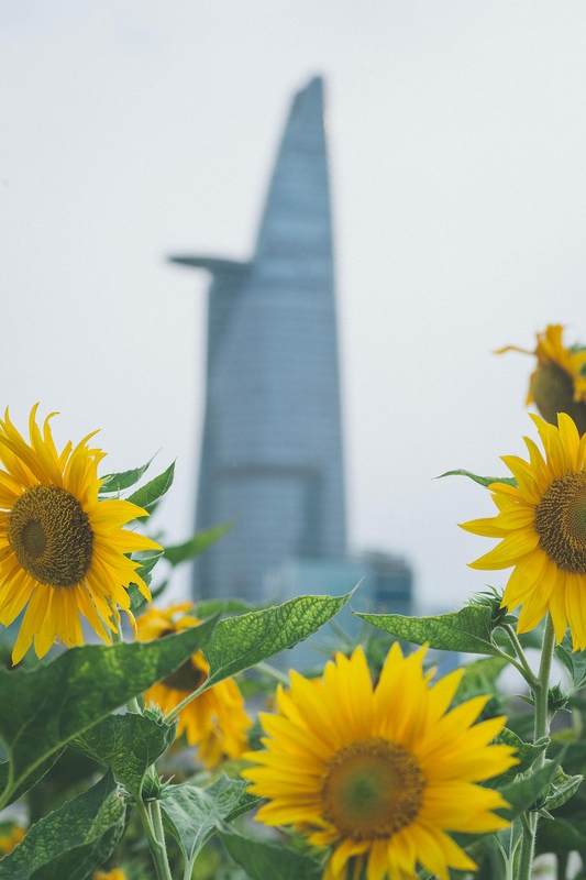 Bitexco, tòa nhà, building, Việt Nam, thành phố, city, Hồ Chí Minh- phamthe113 1