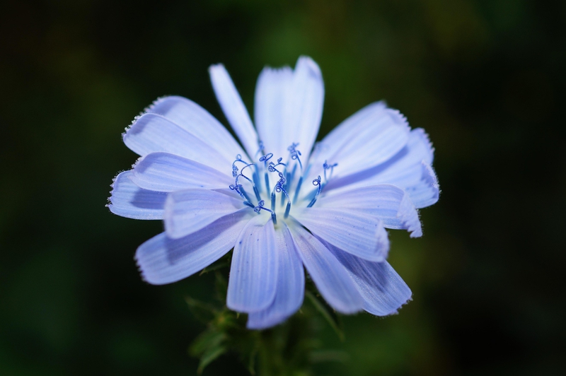 Hoa, màu tím, hoa nở, thực vật, flower, purple flower, blooming, plant - Pexels 6