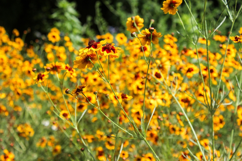 Cúc vàng, hoa, màu vàng, hoa nở, thực vật, chrysanthemum, yellow, flower, yellow flower, blooming, plant - Pexels