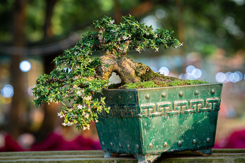 Cây, tree, bonsai, thực vật, plants-TieuBaoTruong