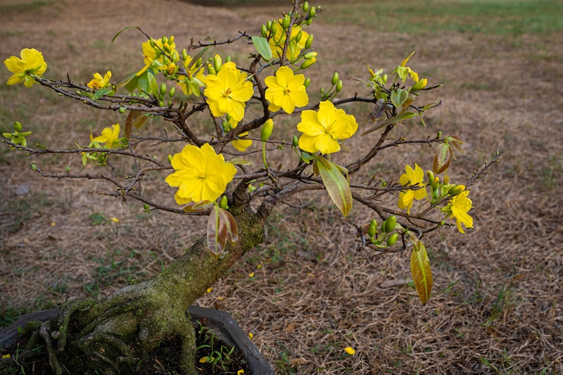 Hoa mai, apricot blossom, hoa, màu vàng, hoa nở, thực vật, yellow,flower, yellow, flower-TieuBaoTruong 2