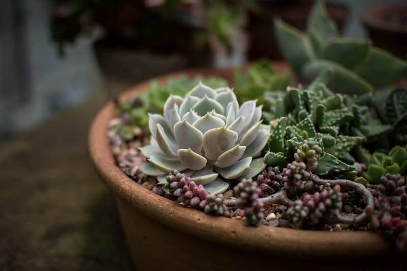 Sen đá, lá, thực vật, stone lotus, leaves, plants - Pexels