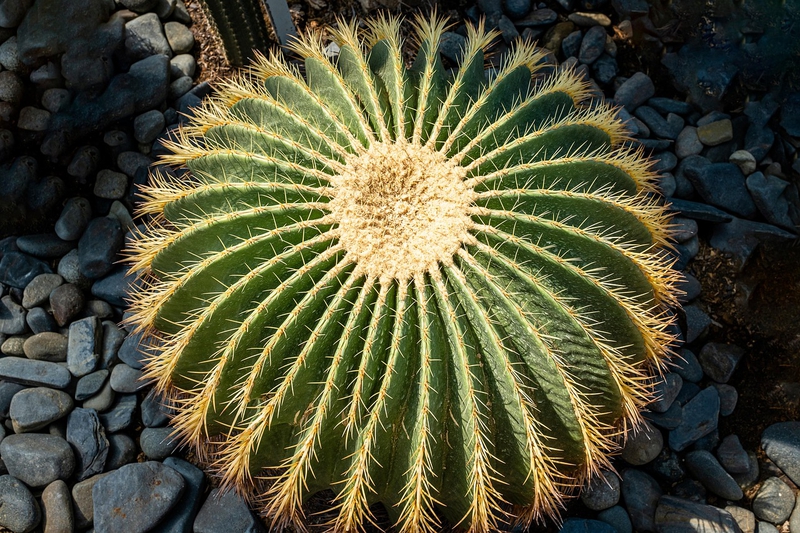 Xương rồng, thực vật, vườn cây, cactus, plants, garden-TieuBaoTruong 2