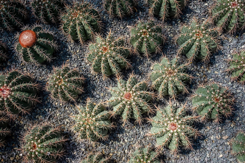 Xương rồng, thực vật, vườn cây, cactus, plants, garden-TieuBaoTruong 3