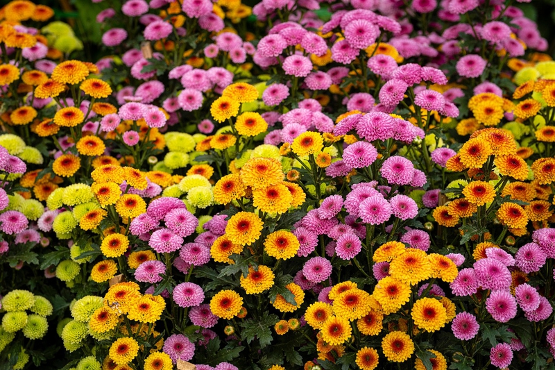 Hoa cúc, daisy, chrysanthemum, vườn hoa, garden, hoa, màu vàng, hoa nở, thực vật, yellow,flower, yellow, flower-TieuBaoTruong 2