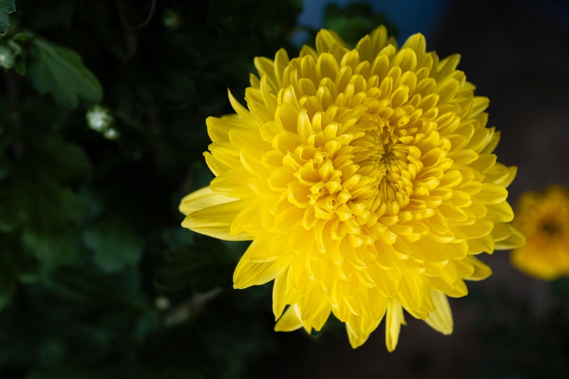 Hoa cúc, daisy, chrysanthemum, hoa, màu vàng, hoa nở, thực vật, yellow,flower, yellow, flower-TieuBaoTruong 2