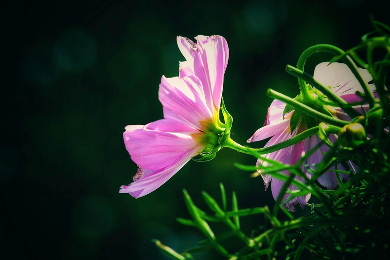 Hoa, màu hồng, hoa nở, thực vật, pink, flower, pink flower, blooming, plant- Tho-Ge