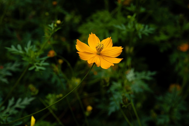 Hoa cúc, daisy, chrysanthemum, hoa, màu vàng, hoa nở, thực vật, yellow,flower, yellow, flower-TieuBaoTruong 3
