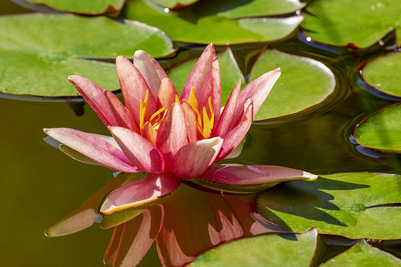 Hoa súng, water lily, hoa, màu hồng, hoa nở, thực vật, pink, flower, pink flower - Couleur