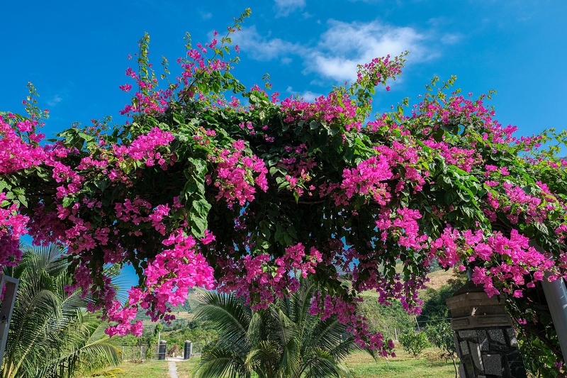 Hoa giấy, màu hồng, hoa nở, thực vật, pink, flower, pink flower-TieuBaoTruong 1
