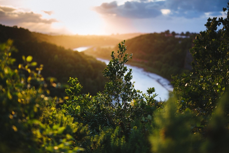 Lá, thực vật, sông, hồ, núi, leaves, river, lake, mountain, plants - Pexels