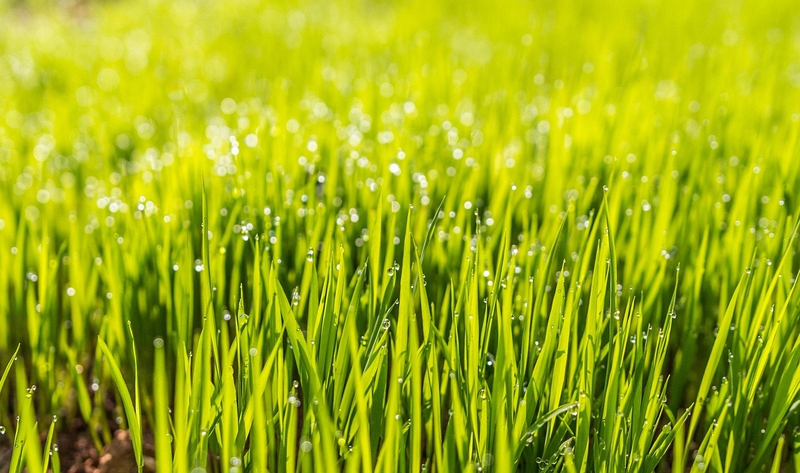 Lúa, đồng ruộng , chánh đồng, rice, field, main field - Pexels