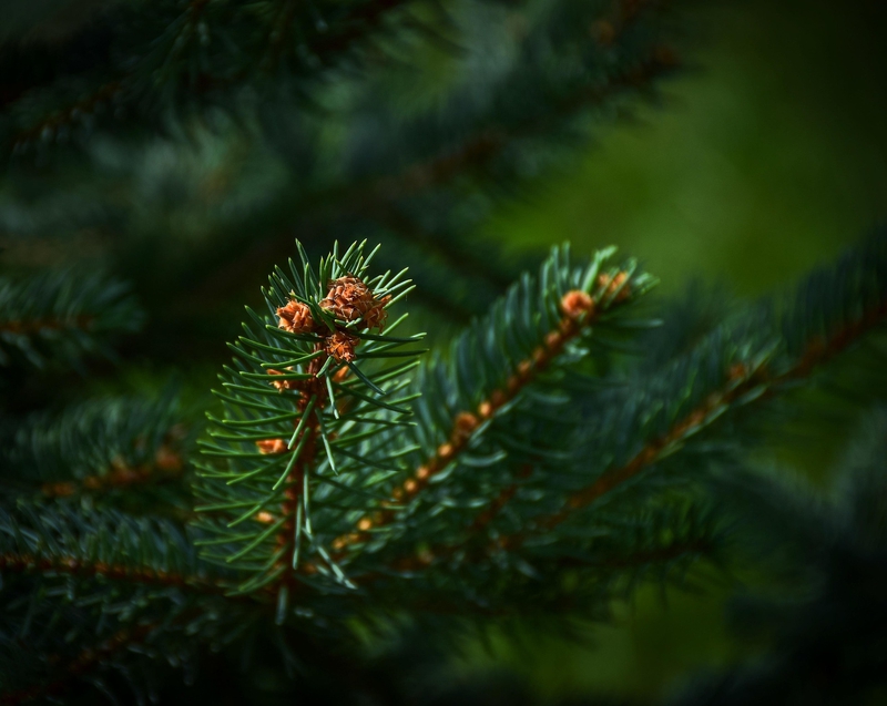 Lá, thực vật, leaves, plants - Pexels