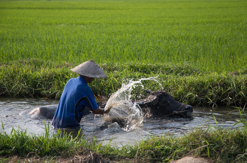 Con trâu, người dân, cánh đồng,  buffalo, people, field- CUONG_ART