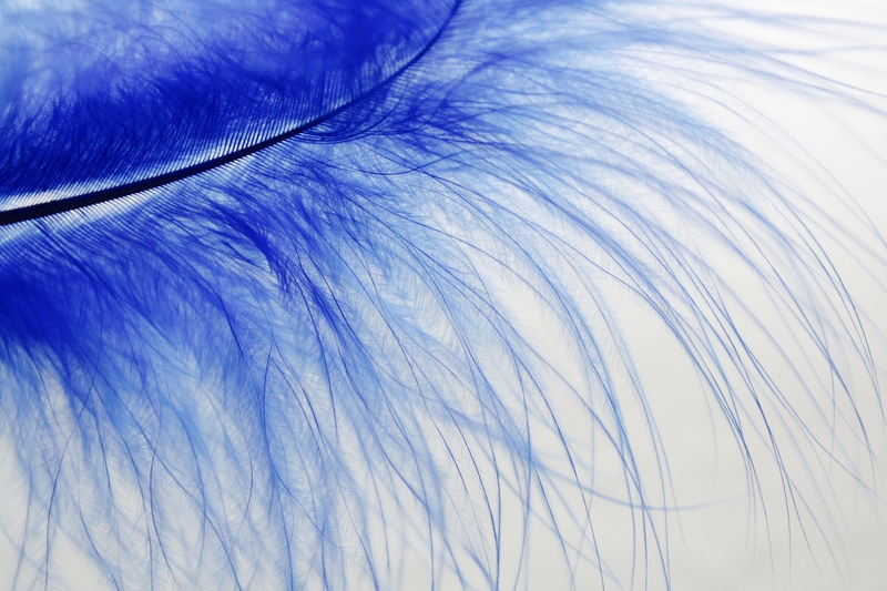 feather, lông vũ, blue, xanh dương, soft, mềm mại, texture, kết cấu, delicate, tinh tế - fietzfotos
