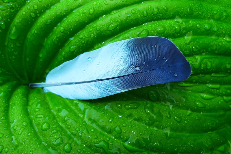 Feather, lông vũ, leaf, chiếc lá, waterdrop, giọt nước, nature, thiên nhiên - krzysztofniewolny
