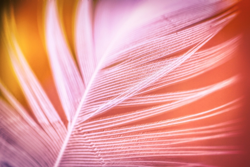 feather, lông vũ, pink, hồng, soft, mềm mại, texture, kết cấu, delicate, tinh tế - fietzfotos
