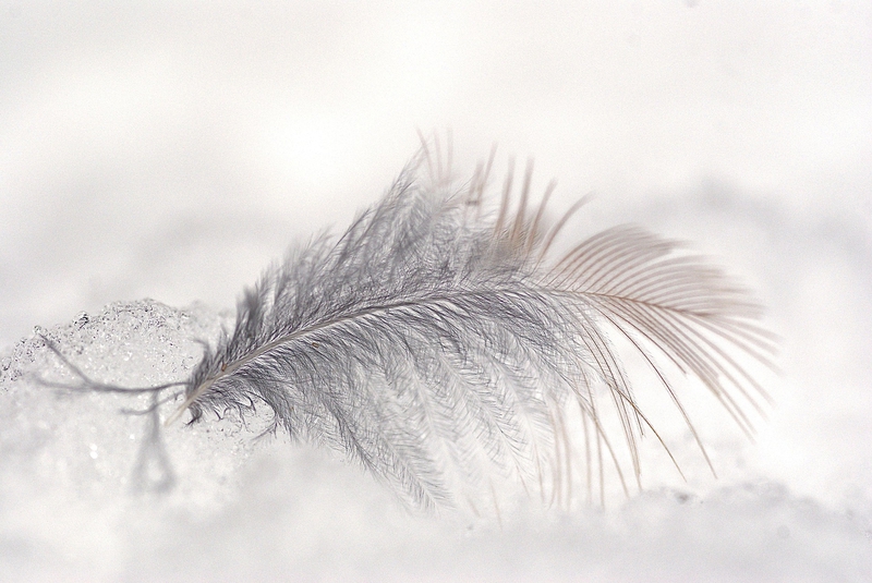 Feather, lông vũ, trắng, white, soft, mềm mại, delicate, tinh tế -Wolfgang_Hasselmann
