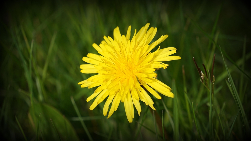 Cúc vàng, hoa, màu vàng, hoa nở, thực vật, chrysanthemum, yellow, flower, yellow flower, blooming, plant - Pexels