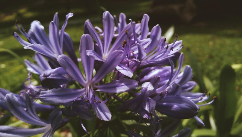Hoa, màu tím, hoa nở, thực vật, flower, purple flower, blooming, plant - Pexels 7