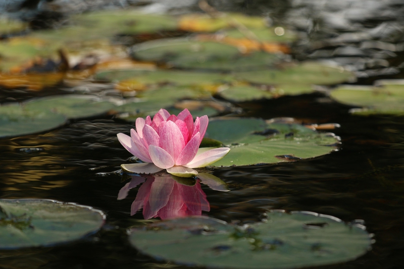 Hoa sen, hoa, màu hồng, hoa nở, thực vật, pink, flower, pink flower, blooming, plant - Pexels 12