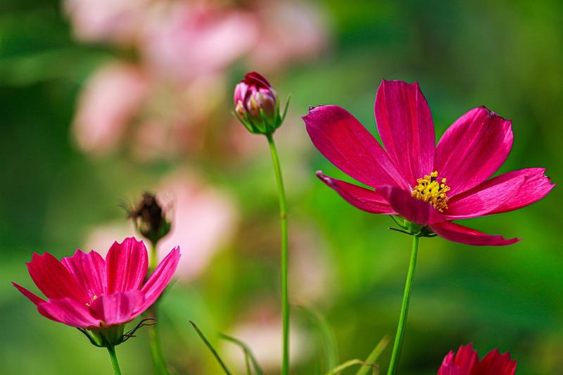 Hoa, màu hồng, hoa nở, thực vật, pink, flower, pink flower, blooming, plant- nguyenvanmenkc