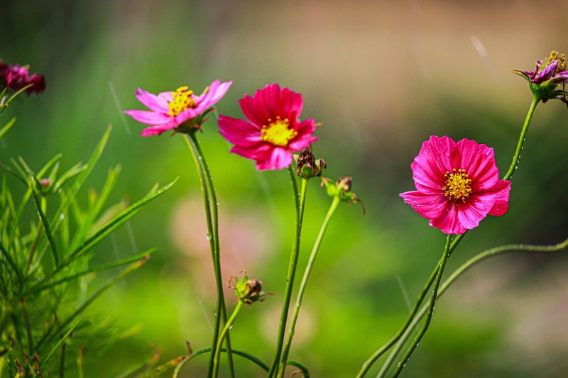 Hoa, màu hồng, hoa nở, thực vật, pink, flower, pink flower, blooming, plant- nguyenvanmenkc 1