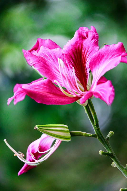 Hoa, màu hồng, hoa nở, thực vật, pink, flower, pink flower, blooming, plant- nguyenvanmenkc 2