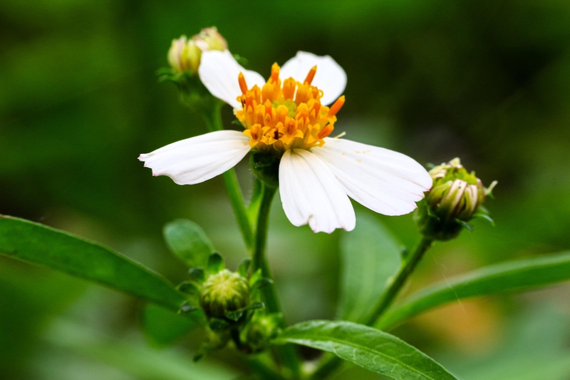 Hoa cúc, daisy, chrysanthemum, hoa, màu trắng, hoa nở, thực vật, white, flower, white flower - nguyenvanmenkc