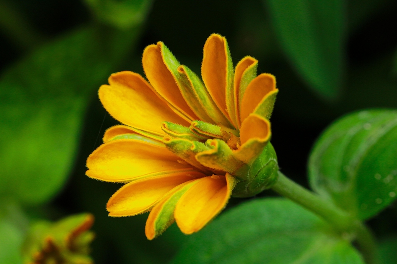 Hoa cúc, daisy, chrysanthemum,hoa, màu vàng, hoa nở, thực vật, yellow,flower, yellow, flower- nguyenvanmenkc