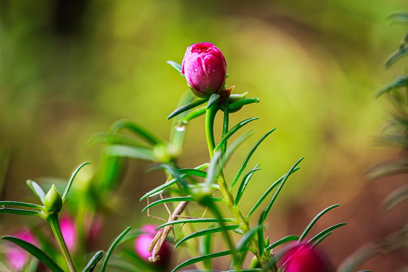 Hoa, màu hồng, hoa nở, thực vật, pink, flower, pink flower, blooming, plant- nguyenvanmenkc 4