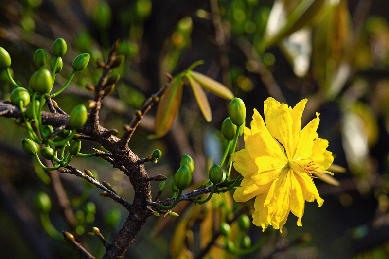 Hoa mai, apricot blossom, hoa, màu vàng, hoa nở, thực vật, yellow,flower, yellow, flower-TieuBaoTruong 3