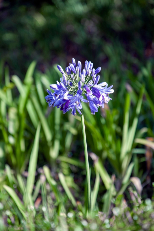 Hoa, màu tím, hoa nở, thực vật,  purple, flower,  purple flower-phamthe113