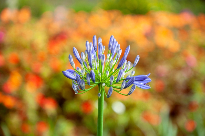 Hoa, màu tím, hoa nở, thực vật,  purple, flower,  purple flower-phamthe113 1