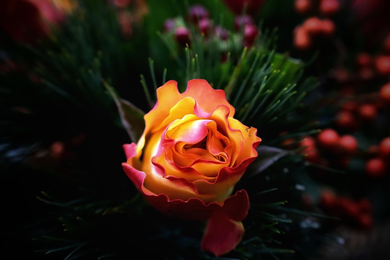 Hoa hồng, rose, màu hồng, hoa nở, thực vật, pink, flower, pink flower, blooming, plant- Tho-Ge