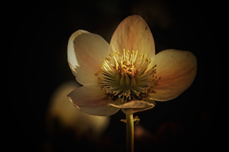 Hoa mai, apricot blossom, hoa, màu vàng, hoa nở, thực vật, yellow,flower, yellow, flower- Tho-Ge 1