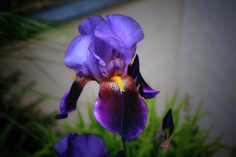 Hoa, màu tím, hoa nở, thực vật,  purple, flower,  purple flower- Tho-Ge