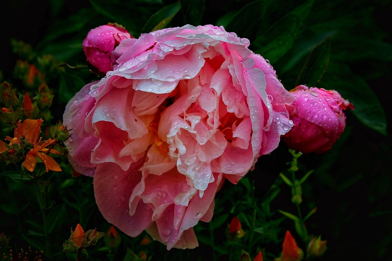 Hoa hồng, rose, màu hồng, hoa nở, thực vật, pink, flower, pink flower, blooming, plant- Tho-Ge 1